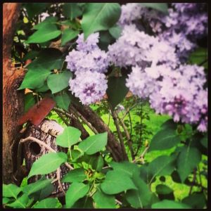 lilacs 2