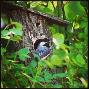 chickadee living in rosebush 5.2013