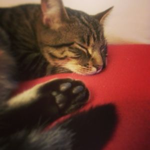 01.2014 sarge sleeping