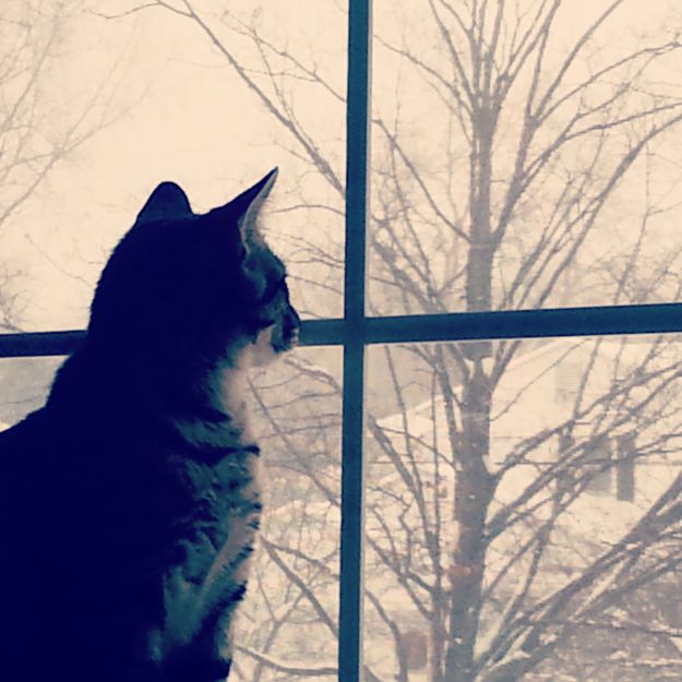 sarge is ready for winter storm ion