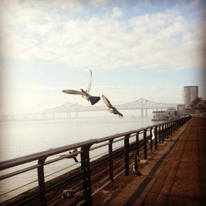 03.2014 pigeons nola