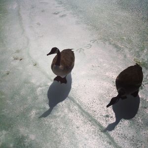 03.2014 geese on ice