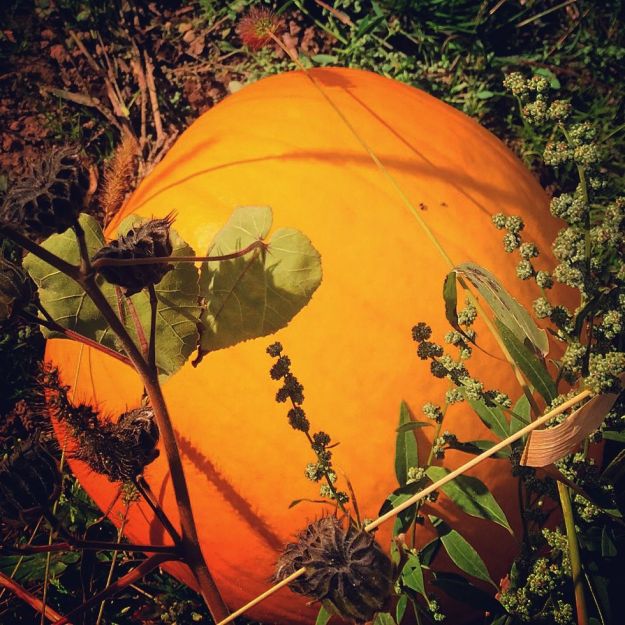 10.2014 pumpkin
