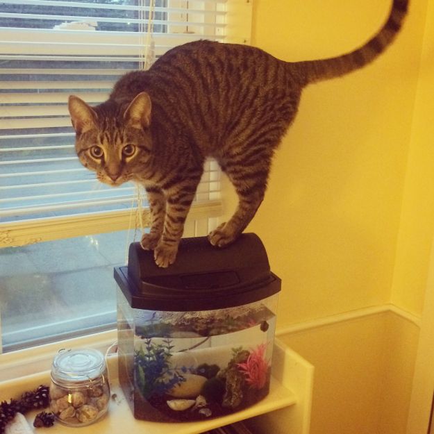 11.2014 emmett fish tank