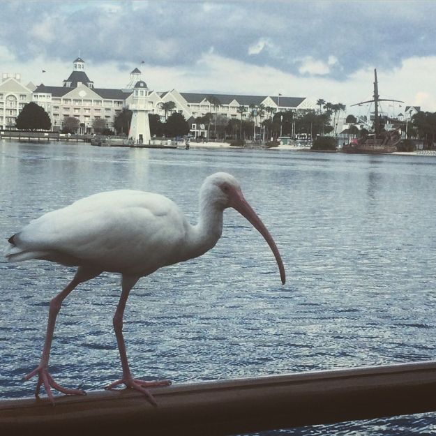 01.2015 florida ibis