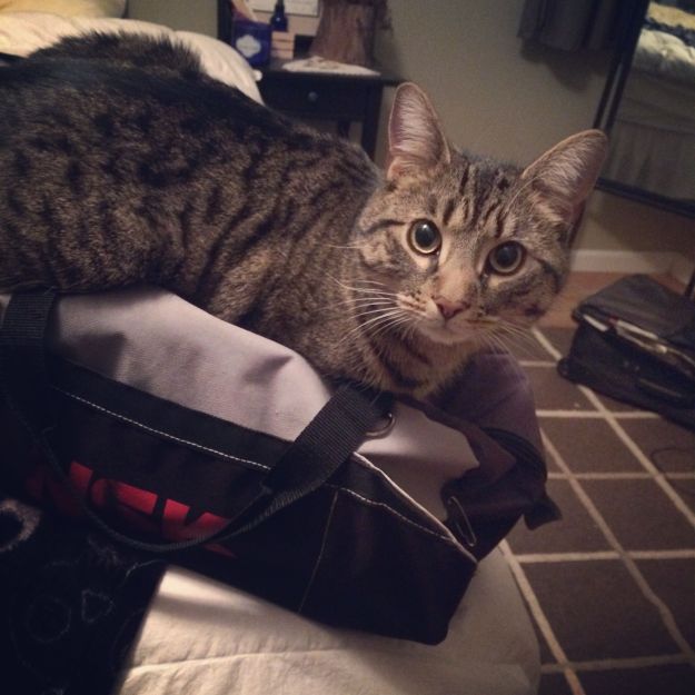 01.2015 sarge workout bag