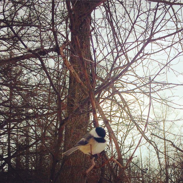 02.2015 chickadee