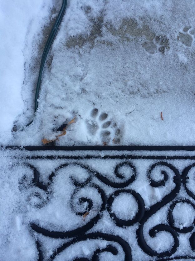 02.2015 emmett pawprint
