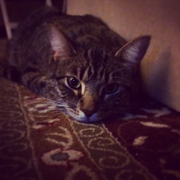 02.2015 sarge recovery 1