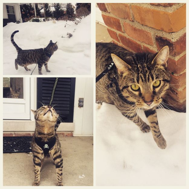 03.2015 emmett leash