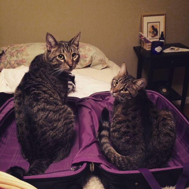 03.2015 suitcase cats
