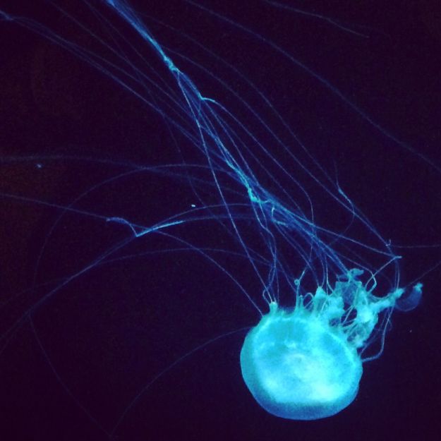 04.2015 jellyfish