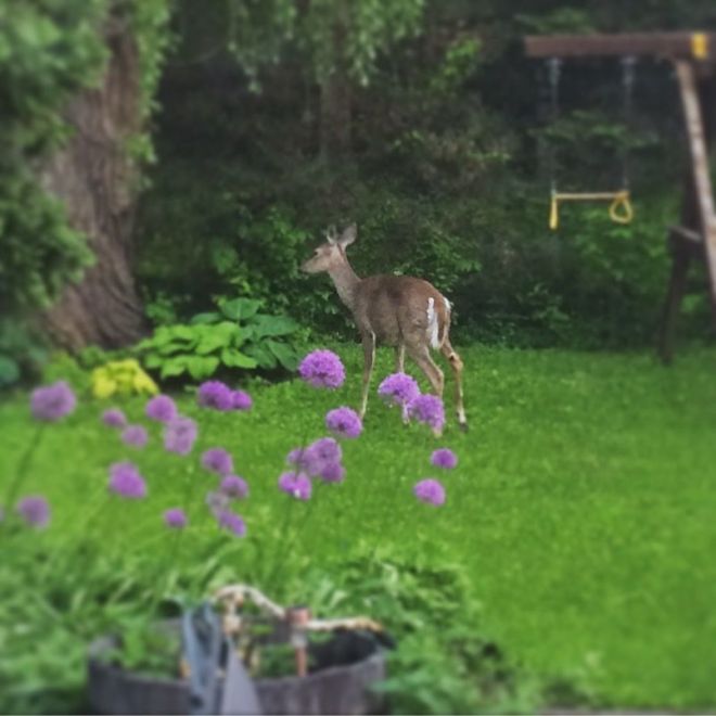 Friday night I was standing at my kitchen sink, listening to WRCJ's evening jazz, when I happened to look up and see this standing under my birdfeeder staring at me. 