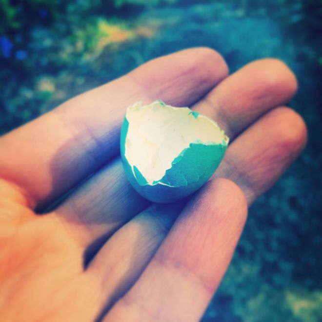 Although I think the cardinals moved their nest to a quieter locale, there are still nests and babies in my yard. 