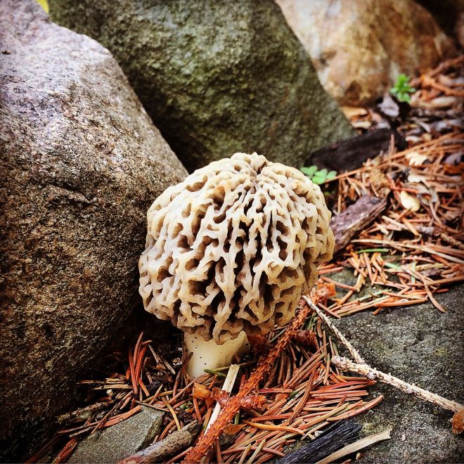 I was super thrilled to find a morel growing in my own garden; then everyone warned me that it might not be real so, afraid of dying ignominiously from mushroom poisoning, I didn't eat it. 