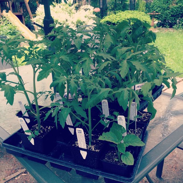 05.2015 tomatoes