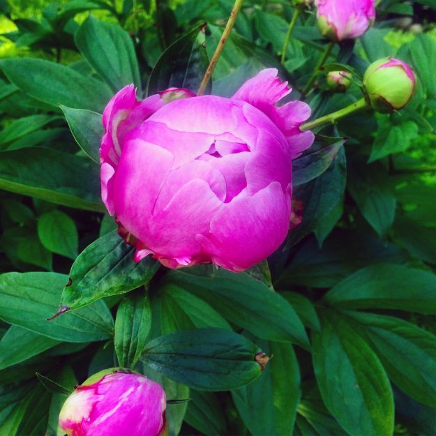 06.2015 peony