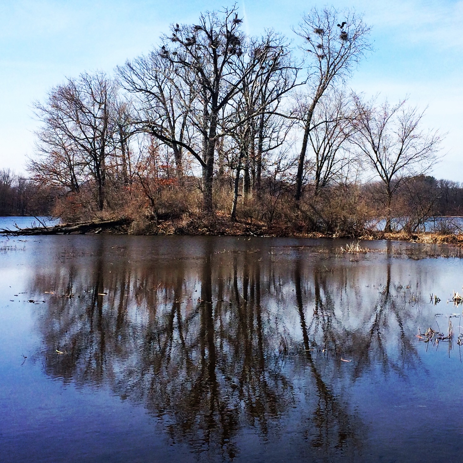 3.2016_easter heron nests