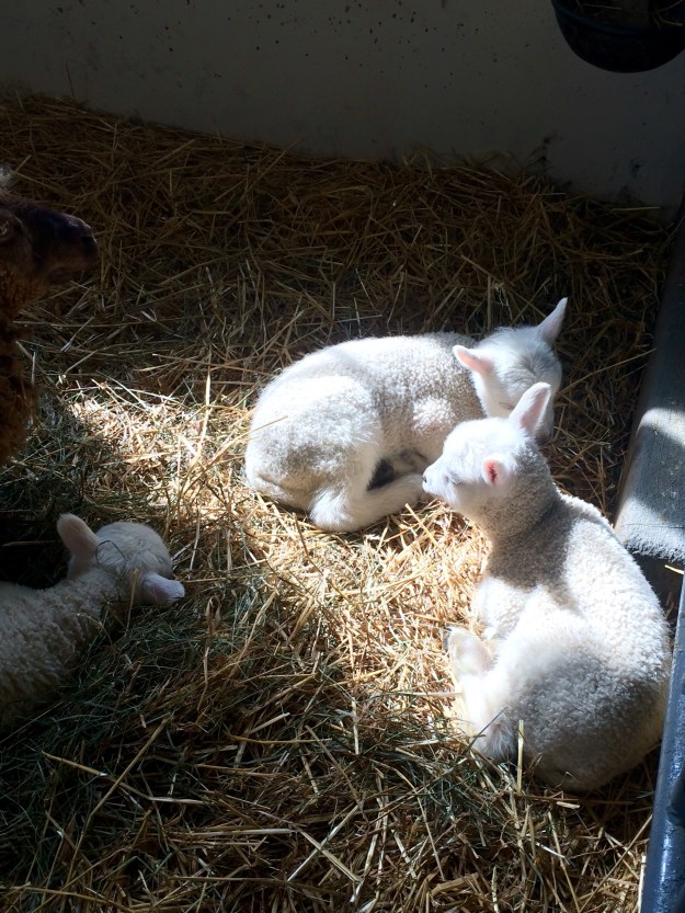 3.2016_easter lambs