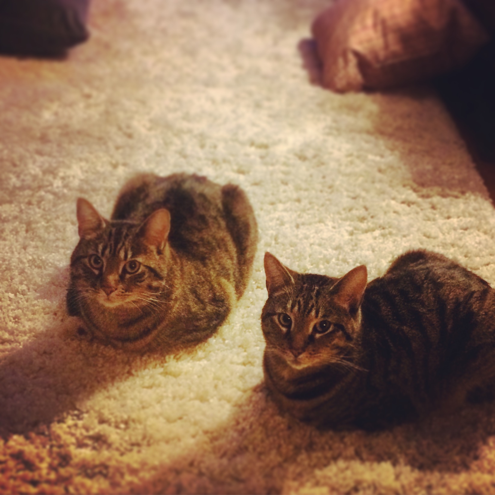 3.2016_twins