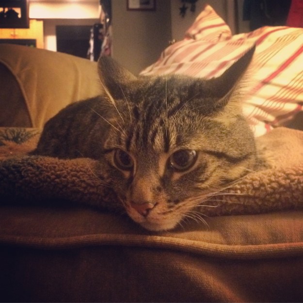 4.2016_sarge annoyed