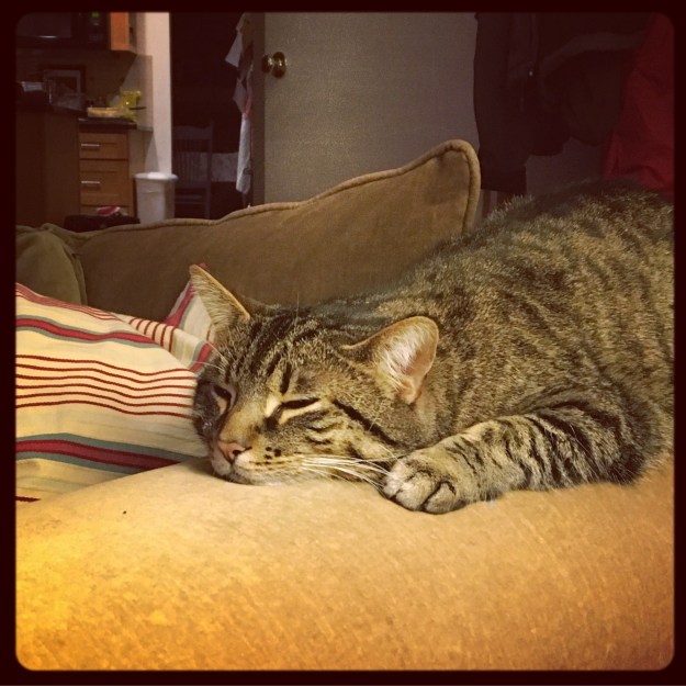 01-2017_sarge-sleeping