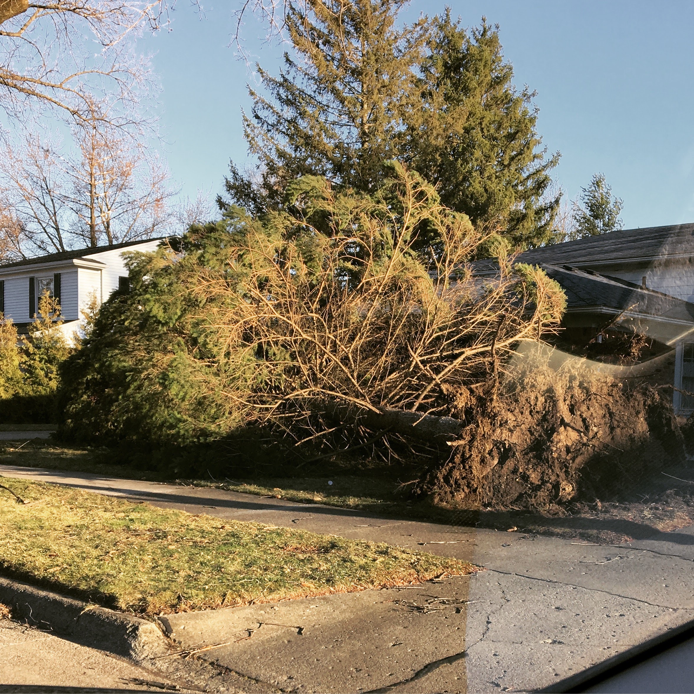 03.2017_lights out_tree