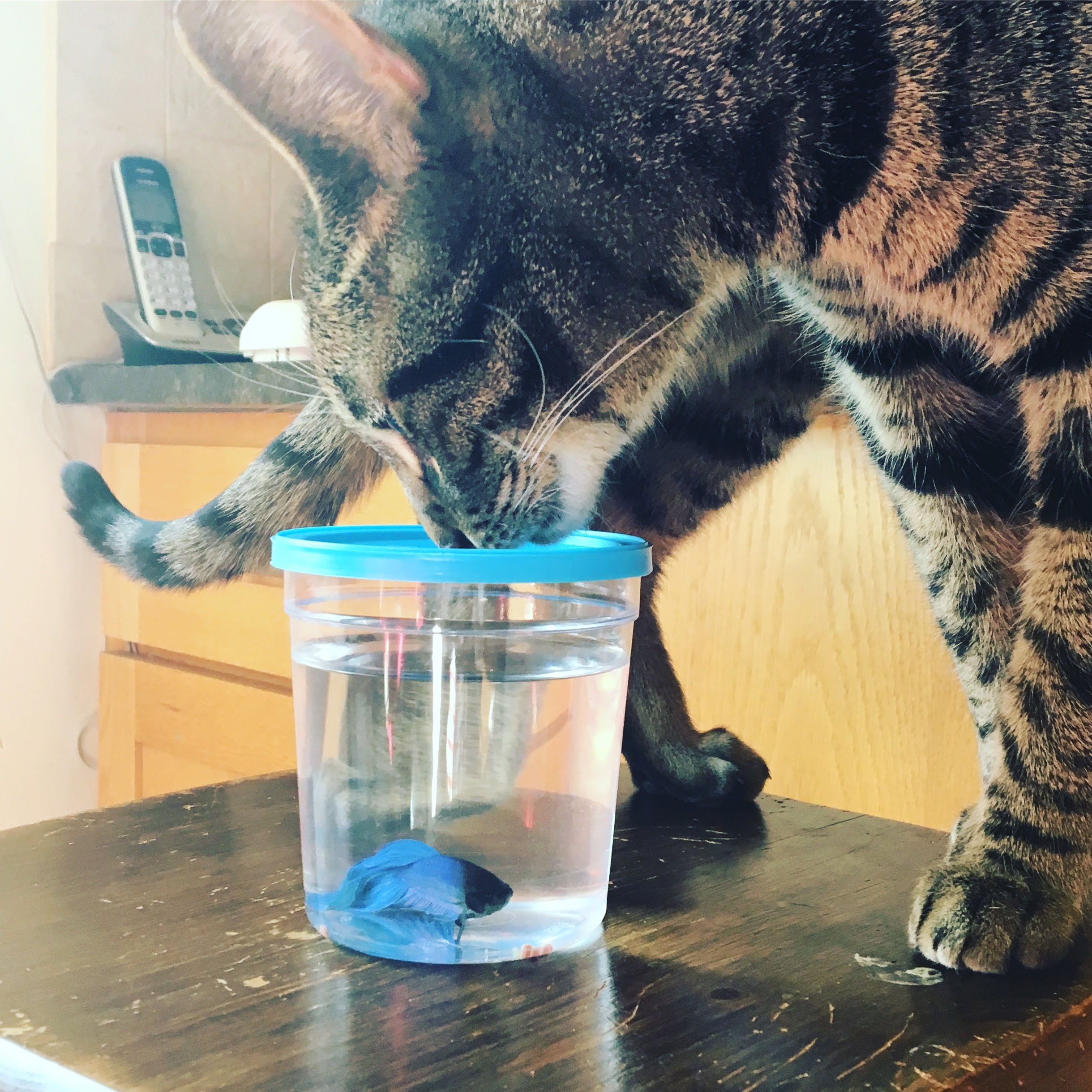 01.2018_emmett y gaston