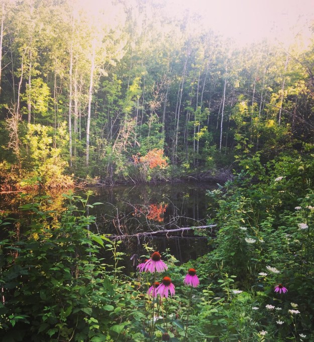 a50d3c38-91bc-43df-bf92-dffcf2f5d0c1