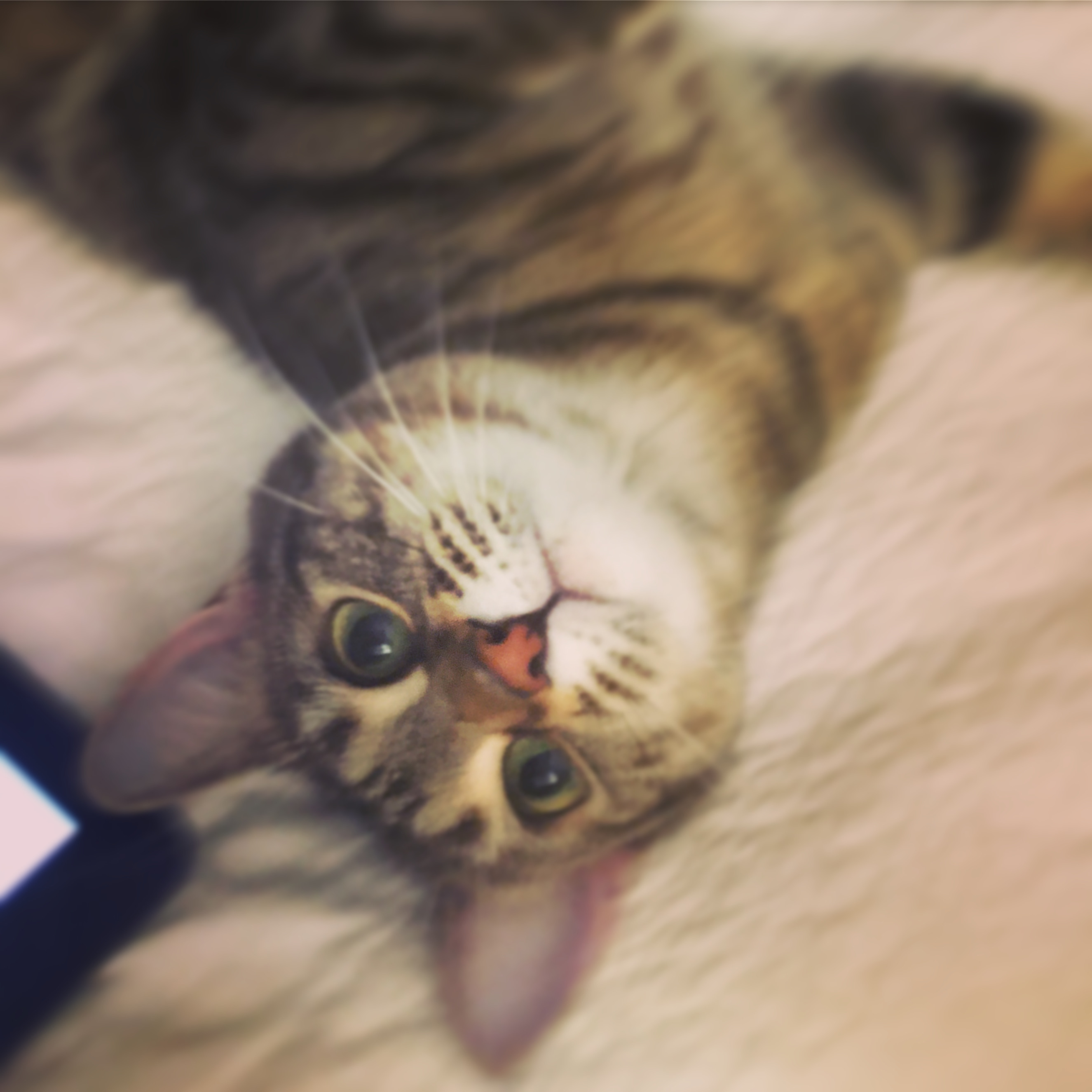 136c7bb0-a2eb-46c5-9eab-58326399f3ea