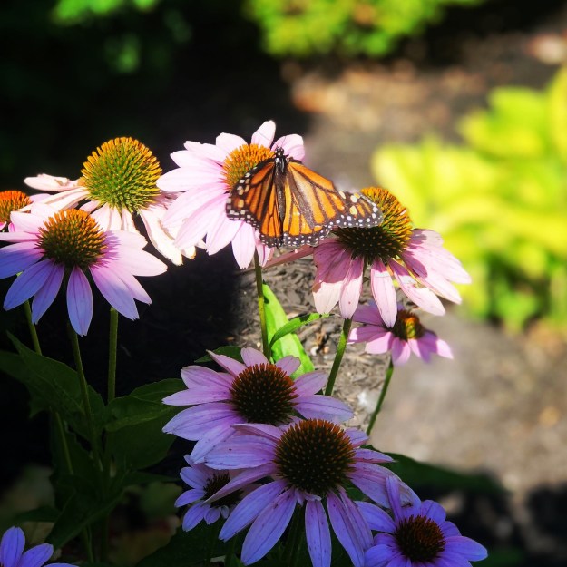 828d6570-628a-4f25-9d24-436158791940